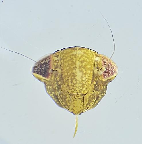Réf. 329 508 : Streptanus sp.